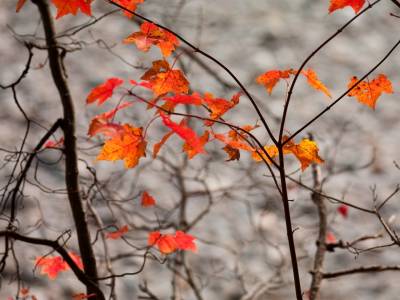 SLf196-Bright-Leaves-Dark-Branches