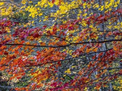SLf571-Fryeburg Foliage