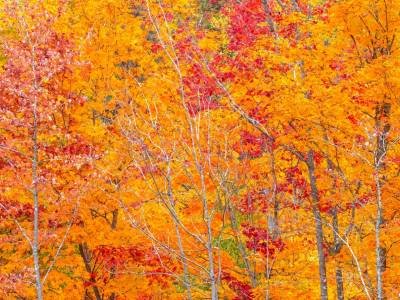 SLf606-Jim-Pond-Foliage_DSC3996-crop-sq-wk