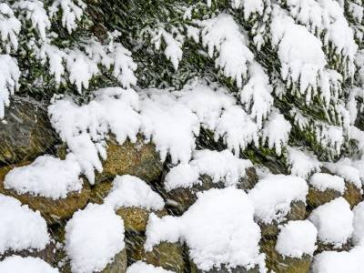 SLsp132-Evergreens-and-Stone