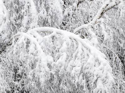 SLsp135-Bowing-Birch-Carrabassett-Rive