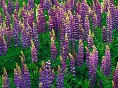 SLsp3-a Lupine Field