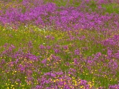 SLsp38-Dianthus-and-Buttercups-Skowhegan