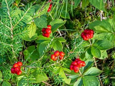 SLsu114-Bunch-Berries_DSC4480-wk