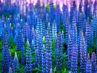 SLsu130-Lupines-A4493202-crop-sq-wk