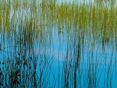 SLsu52-Porter-Lake Reeds