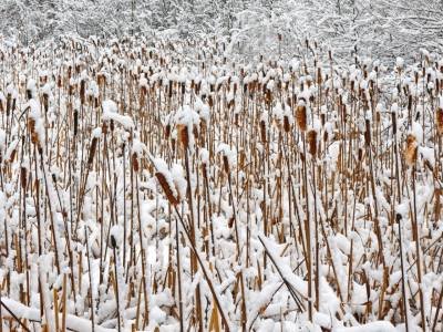 SLw163-Cattails
