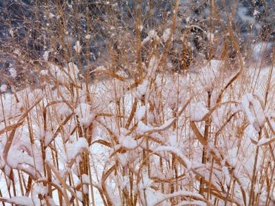 SLw191-Snowy-Weeds