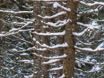 SLw454-Poplar-Stream-Snowy-Branches