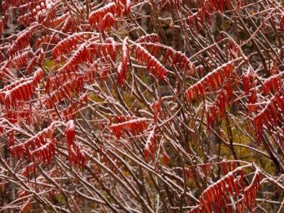 Slf136-Sugarloaf-Snow-Fal