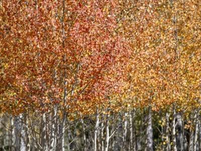 UTf18-13-ANF-Small-Aspen-Grove