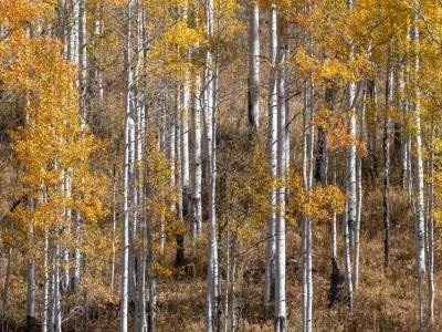UTf18-21 Aspen Grove - Ashley National Forest, Utah