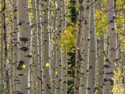 UTf18-37_ANF-Aspen-Trunks-Falling-Leaves