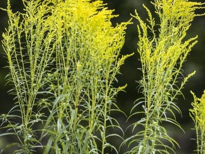 WNsu46-Goldenrod-DSC3708-crop-sq-wk