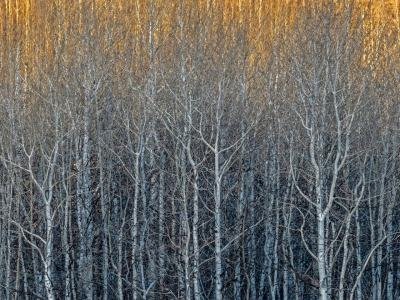 Wyf23-26-Teton-Canyon-Aspen-Colony_DSC0822-crop-wk-copy