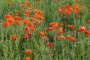 IDsp23-20-Poppie-Field-Driggs-Idaho