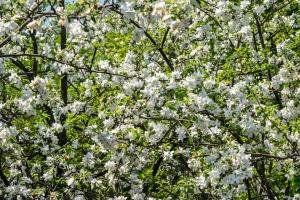 KFsp73-Apple-Blossoms-from-Schoolhouse-Studio
