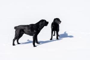 Mook-Dogs-w1