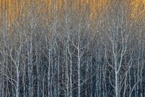 Wyf23-26-Teton-Canyon-Aspen-Colony_DSC0822-crop-wk-copy