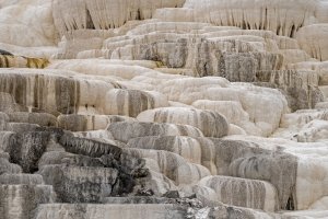 YNPsp25-44-Mammouth-Hot-Springs-Terraces_DSC0243-sq-wk-copy