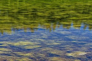 YSNPsu24-5-Reflections-in-Lewis-River-