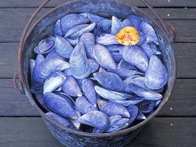 IBsp6 Mussel Shells with a Crabshell