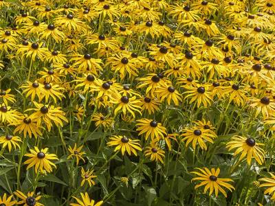 POsu82 Black Eyed Susans