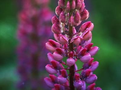 HWsp32 Single Pink Lupine