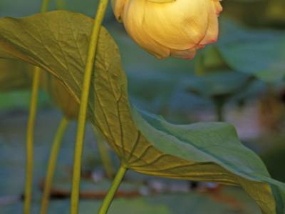 HWsu4 Lotus Blossom