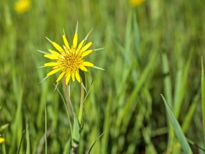 IDsu25-4-Salsify-sq