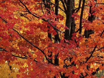 KFf43-Maples-in-Front-Yard