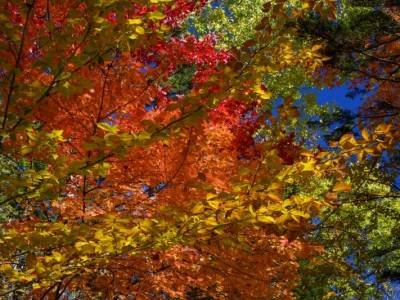 KFf77-Grindstone-Pond-leaves