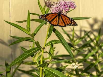 KFsu122-Monarch-Butterfly-on-Milkweed