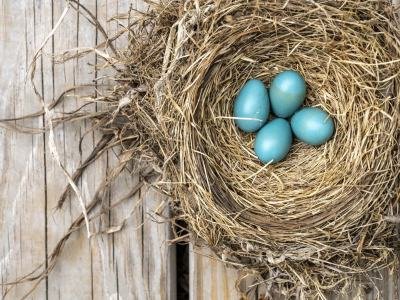 Kfsu139-Robin-Eggs