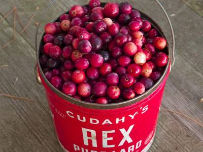 RLf5 Maine Cranberries in a Pail