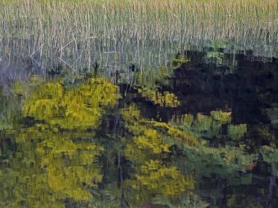SLCf16 Chain of Ponds Grasses