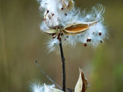 SLf192 Milkweed