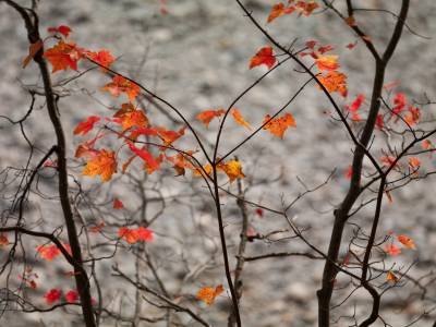 SLf196 Bright Leaves Dark Branches