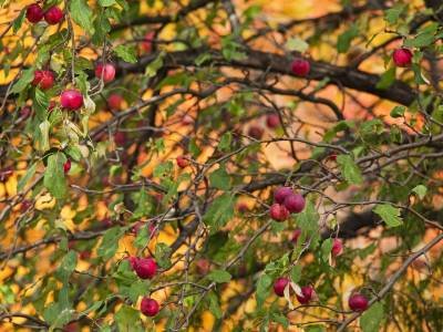 SLf211 Apple Tree