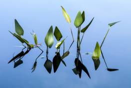 SLf324 Broadleaf Arrowhead