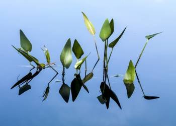 SLf324 Broadleaf Arrowhead