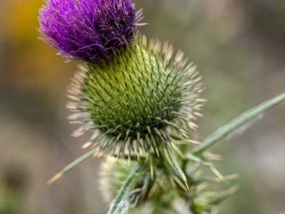 SLf634-Thistle-Detail-with-Orange-Foliage-Hedgehog-Hill