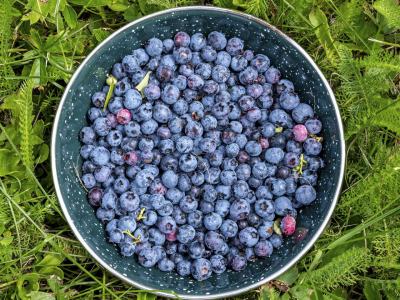SLsu138-Blueberries-from-Eustis-Ridge