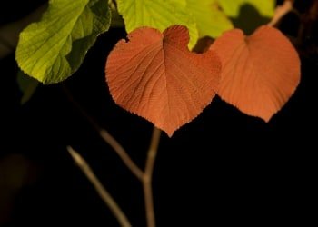 SLsu56v Wild Viburnum