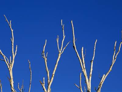 SLw71 White Branches Blue Sky
