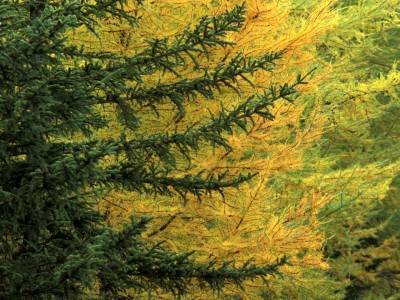 WMf3-a Yellow and Green, Kancamagus Highway, Conway, NH