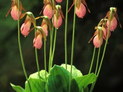 WNsp14 Eleven Pink Lady Slippers