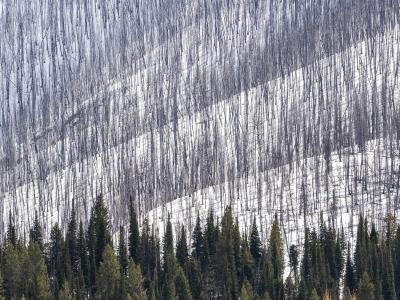 WY21sp-1-Roosevelt-Fire, near Pinedale,  Wyoming