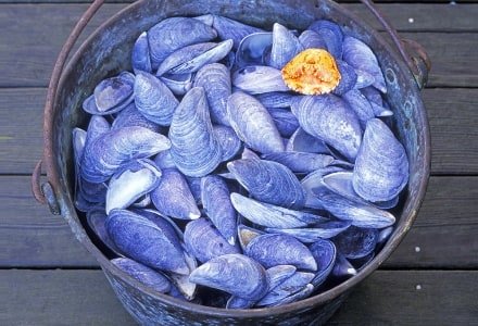 IBsp6 Mussel Shells with a Crabshell