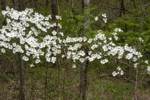 AR21sp-3-Dogwoods-at-Crystal-Bridges-Museum-of-American-Art-Bentonville-Arkansas_DSC6934